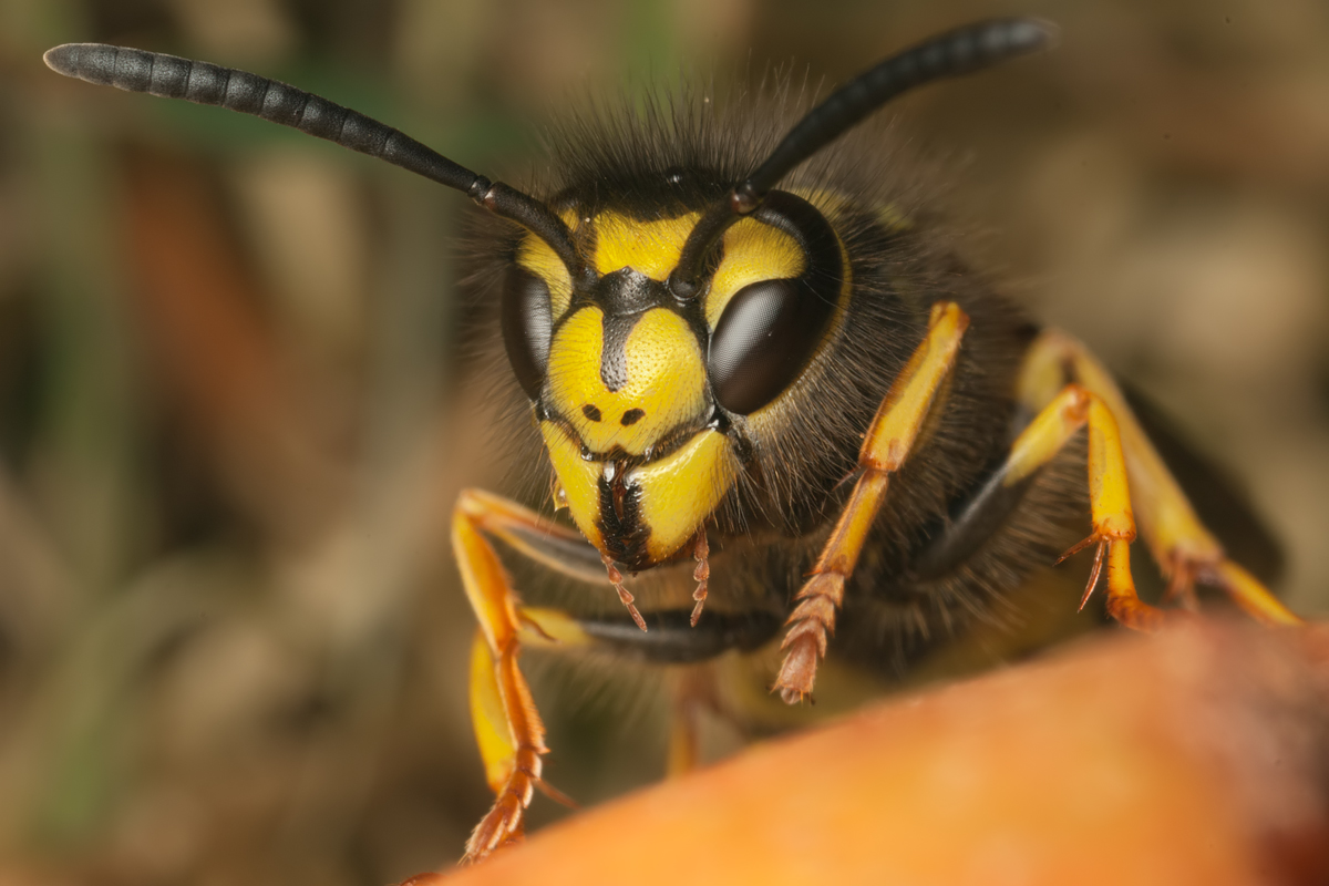 German Wasp on windfall pear
